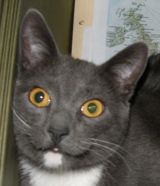 tomcat