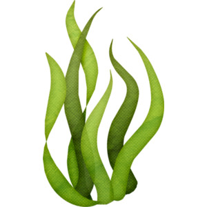 seaweed