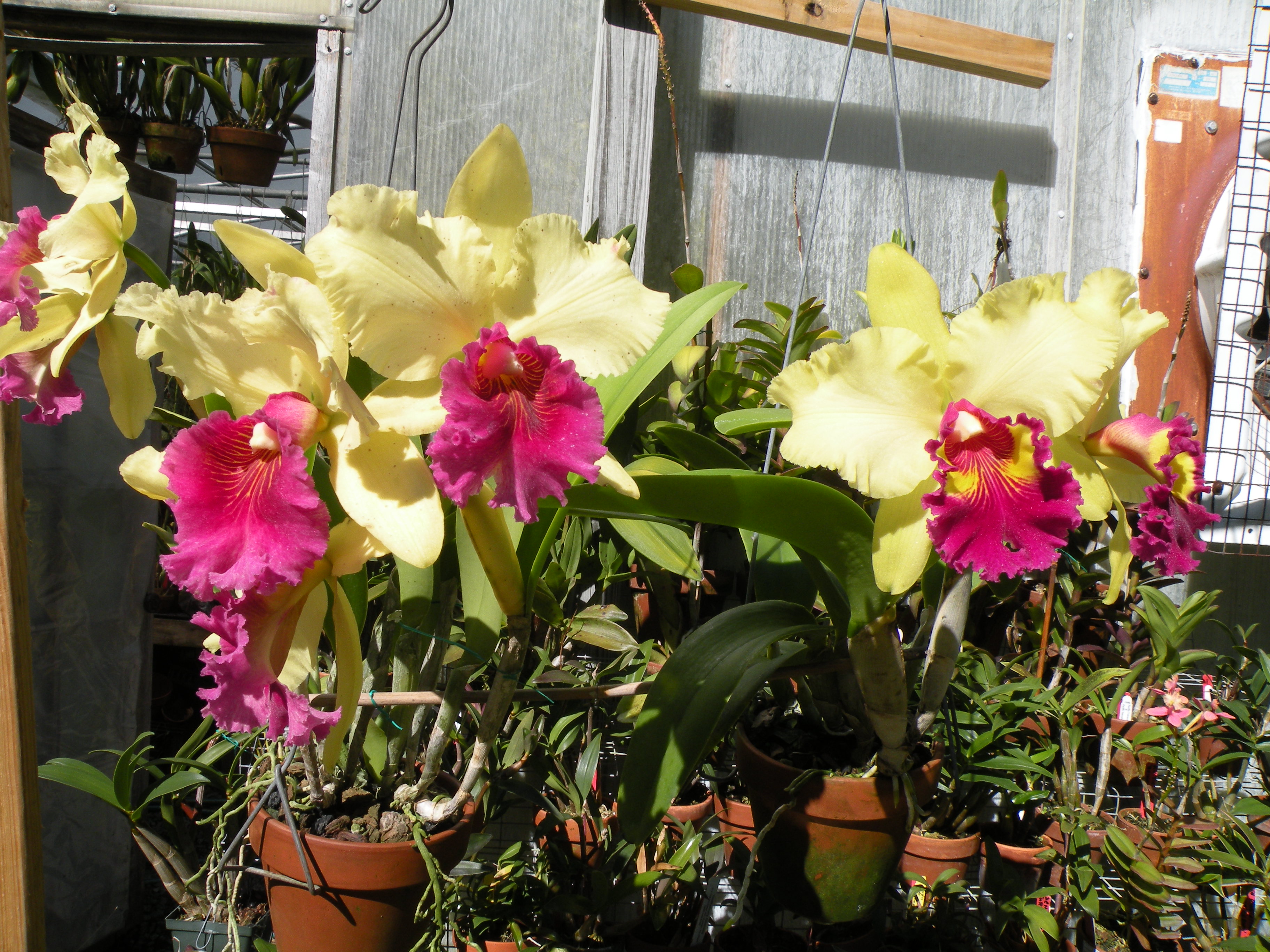 NJ Orchid Shows - Free Admission